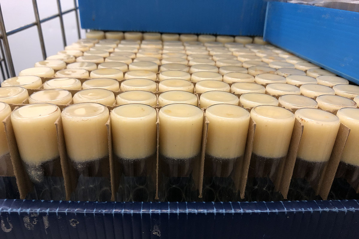 close up of glass vials in a grided tray, upside down with a beige substance in the bottom