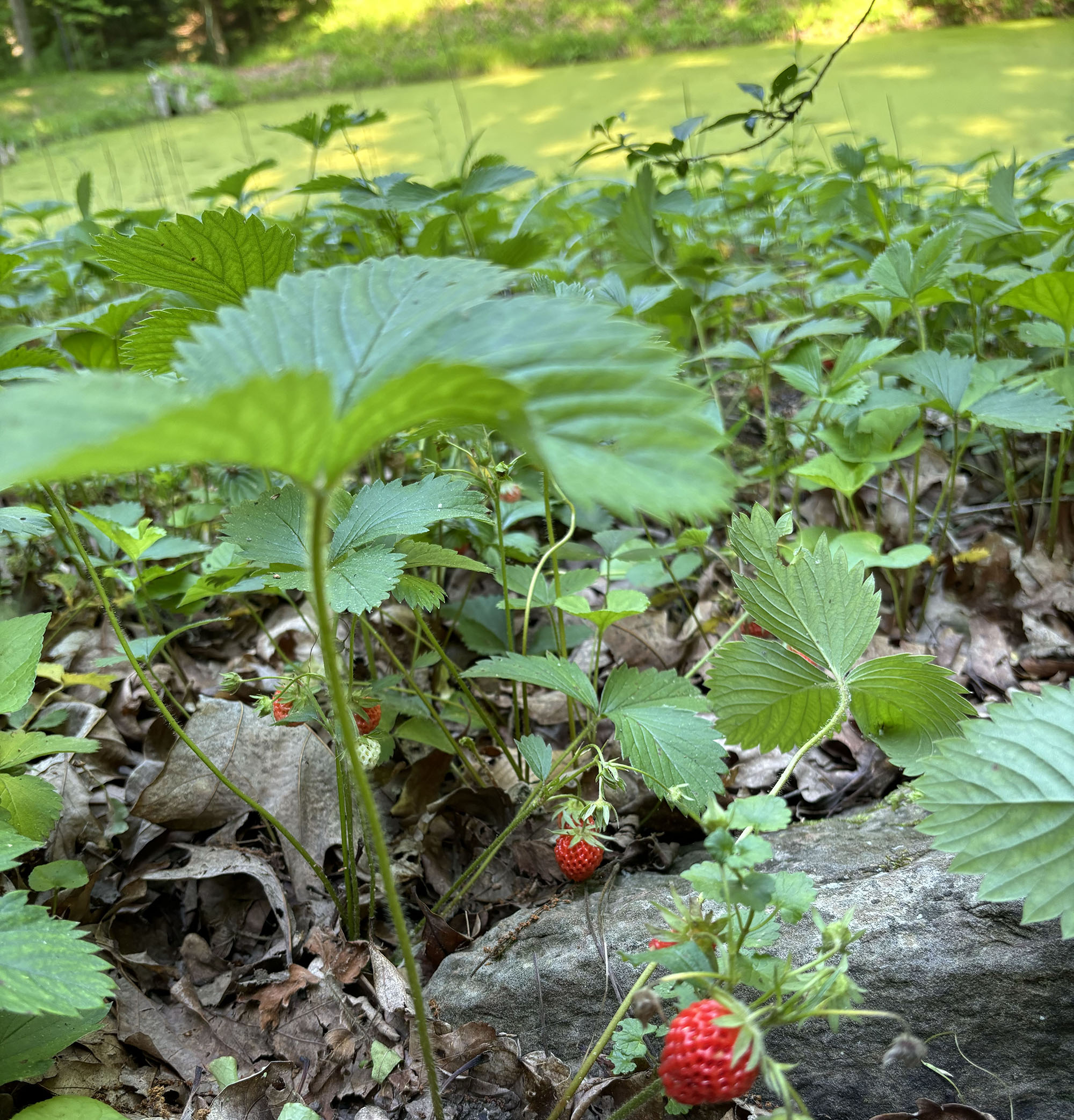 close up of strawberry plants with a couple of red berries in view