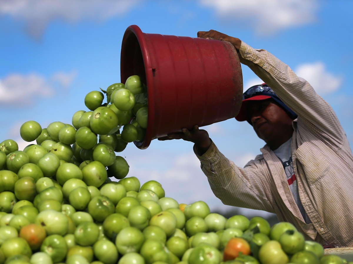 A worker dumps a bucket of tomatoes into a trailer at DiMare Farms in Florida City, Fla., in 2013