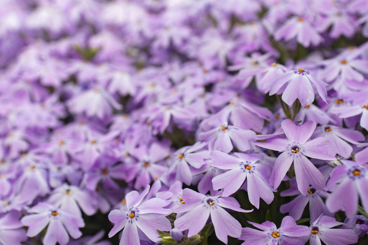 Some flower. Purple Flower.