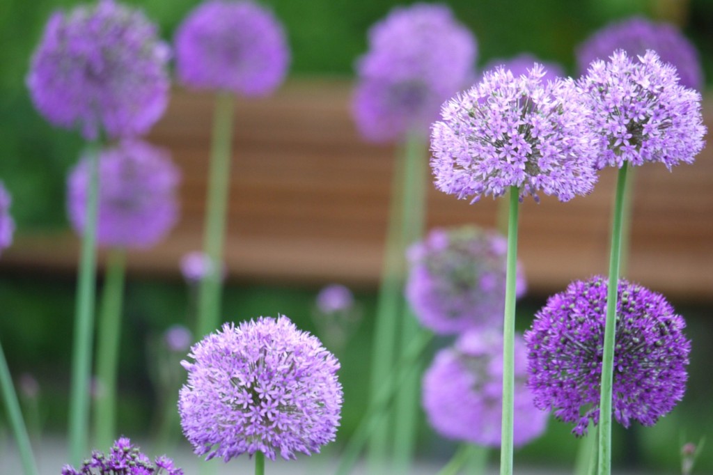 Awesome Alliums | Focus on Flowers - Indiana Public Media