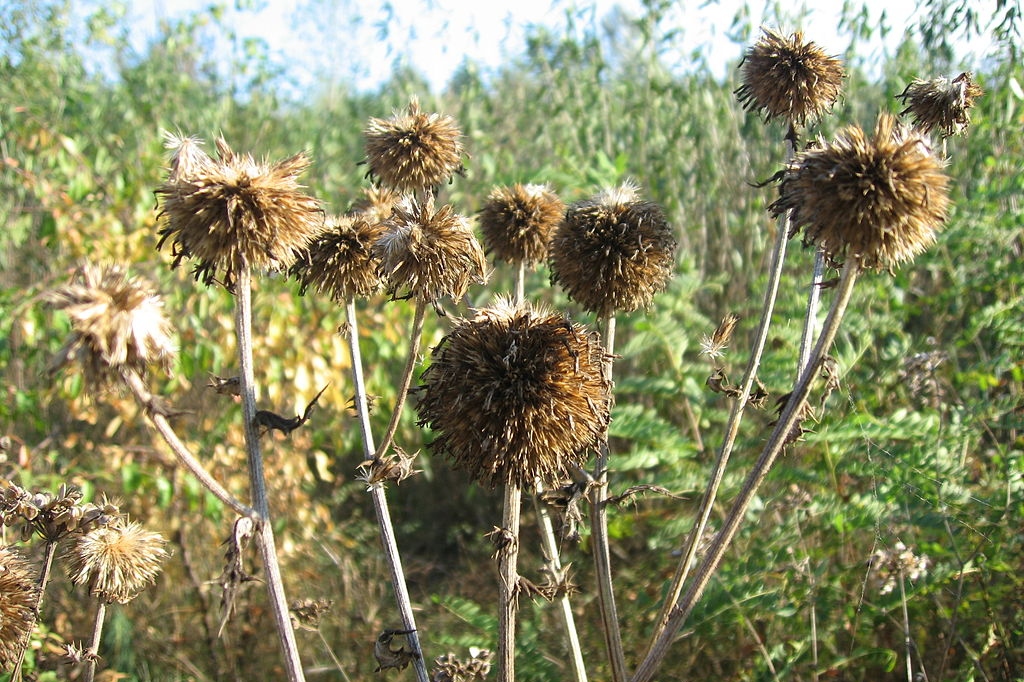 Light brown dead thistle seed pods, light browns in a field.