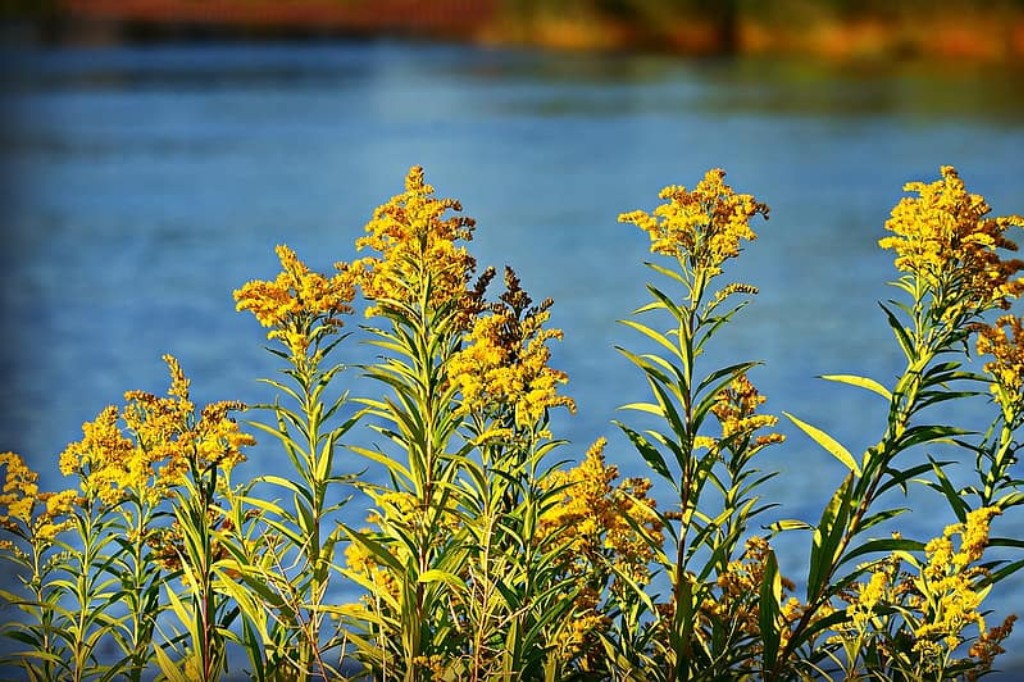 golden rod