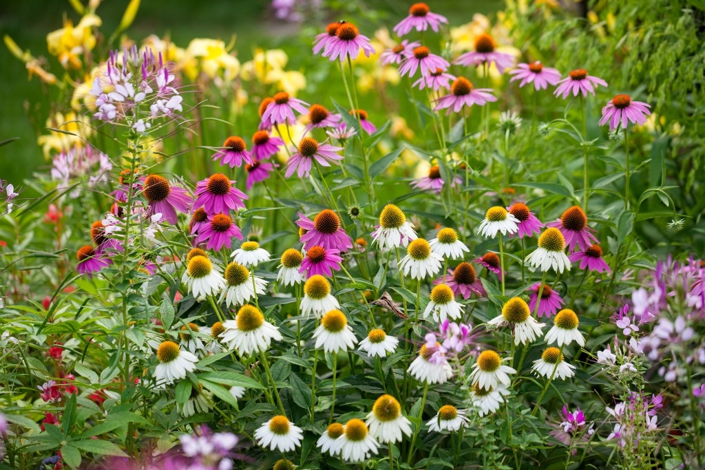 Native Coneflower | focusonflowers - Indiana Public Media