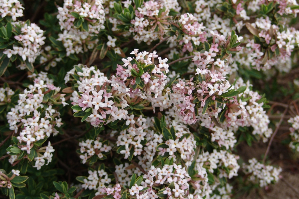 Perfumed Shrubs | focusonflowers - Indiana Public Media