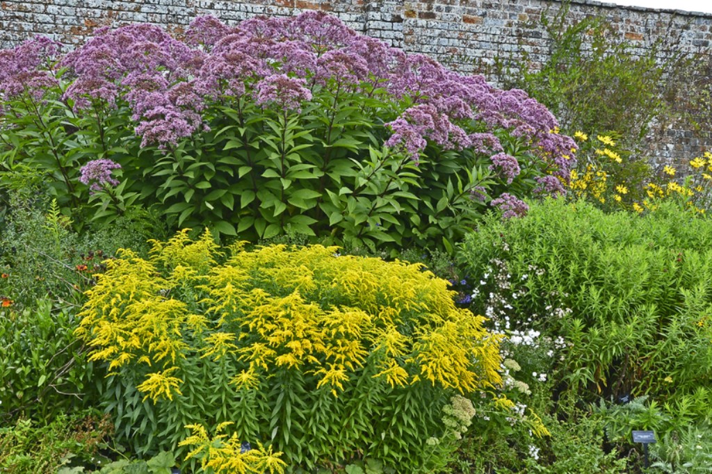 Native Indiana Flowers For Shade : Coreopsis - Native Indiana flower ...