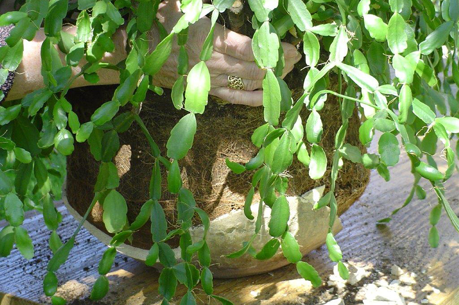 Wylie Christmas cactus pot breaking