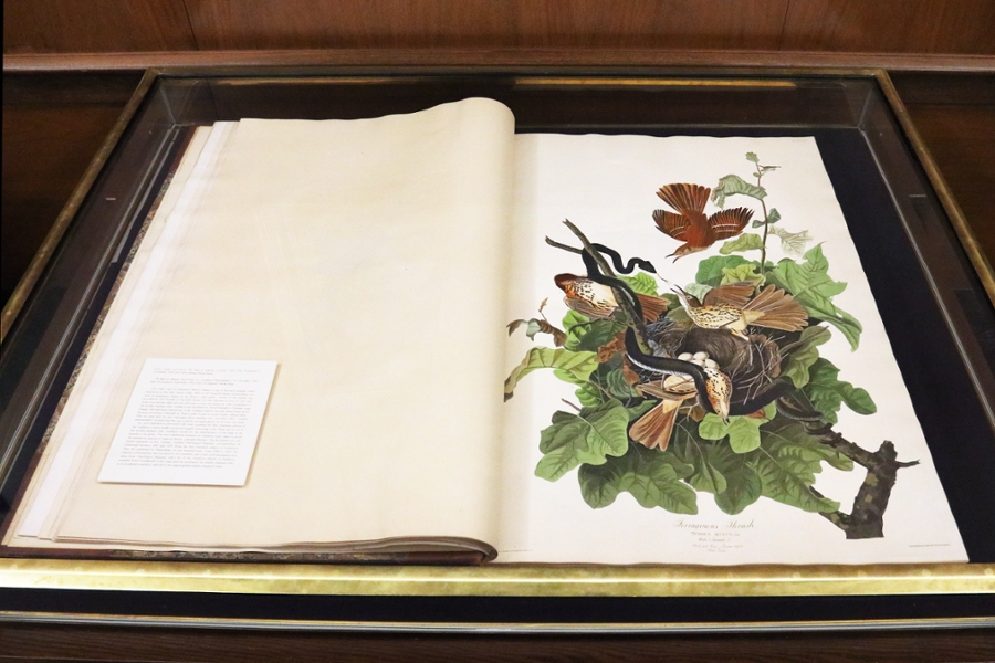 Audubon's Birds of America