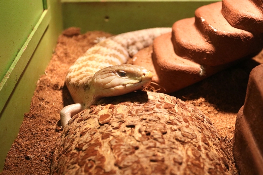 Blue-tongued Skink