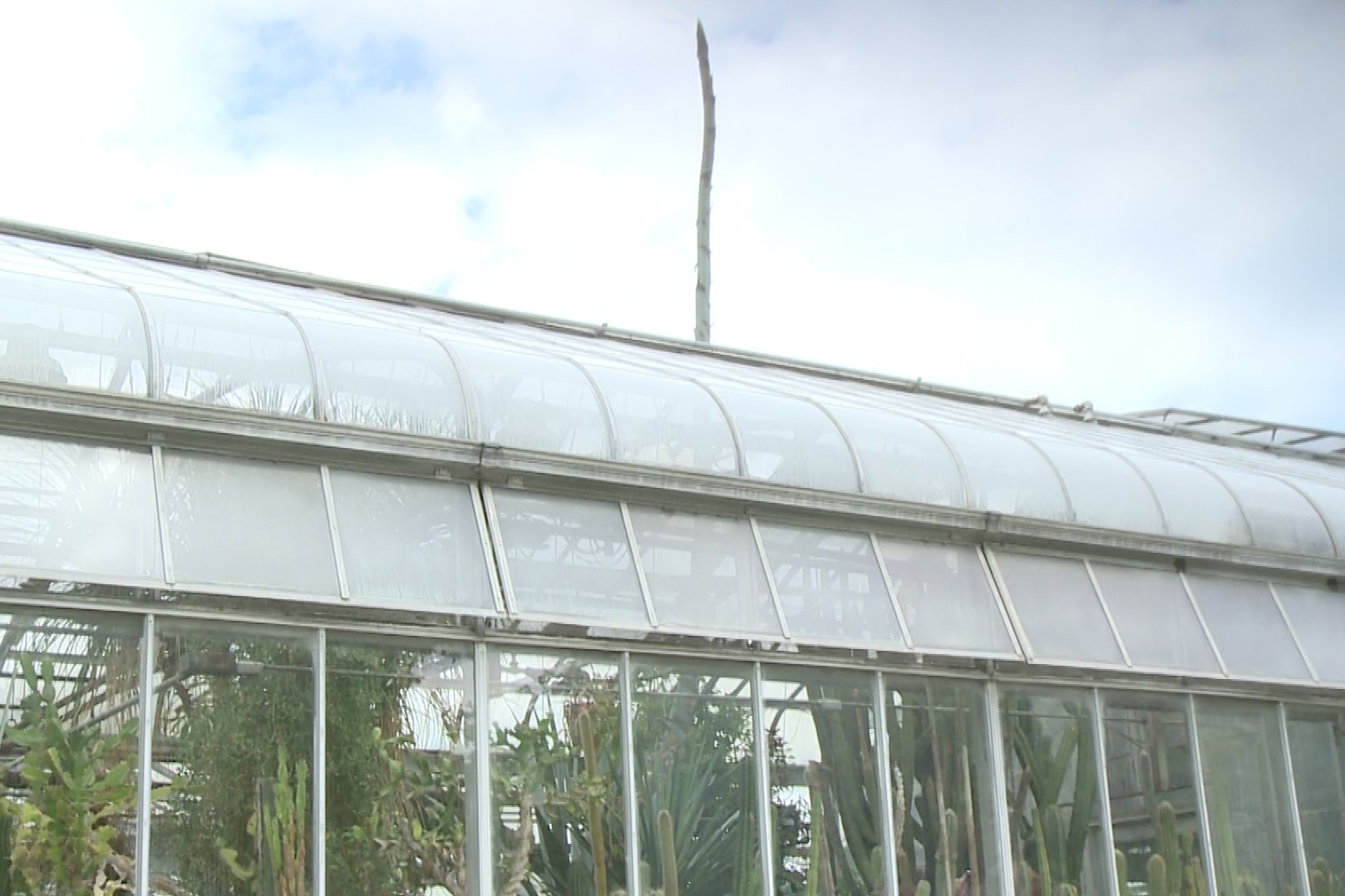 The bloom stalk of the century plant extends through the roof of the Jordan Hall Greenhouse at IU Bloomington.