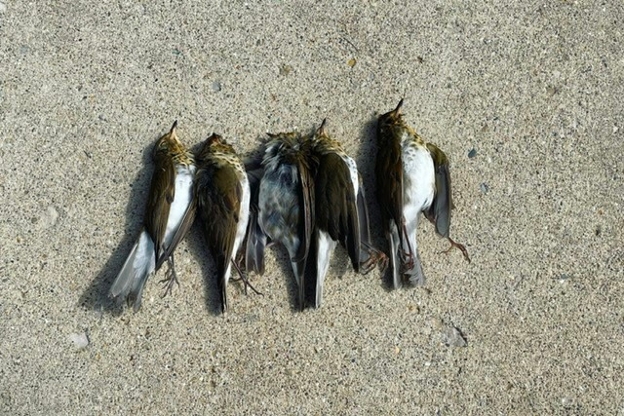 Bird carcasses