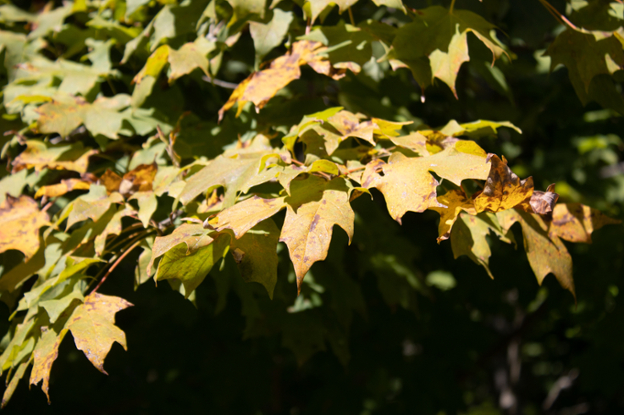 Leaves changing in the Hoosier National Forest