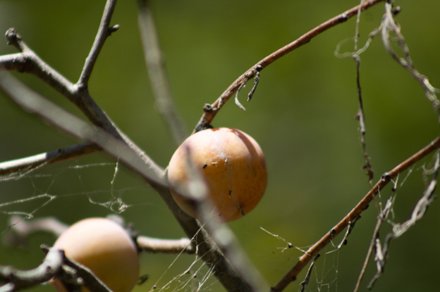Persimmon in the Hoosier National Forest