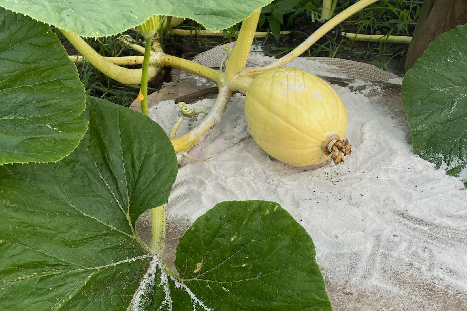 owen-county-pumpkin-breaks-state-record-for-biggest-pumpkin-ever-news