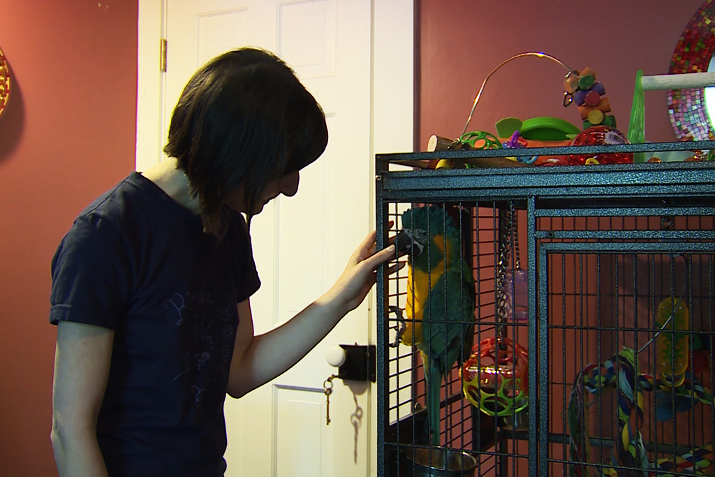 Parrot in cage