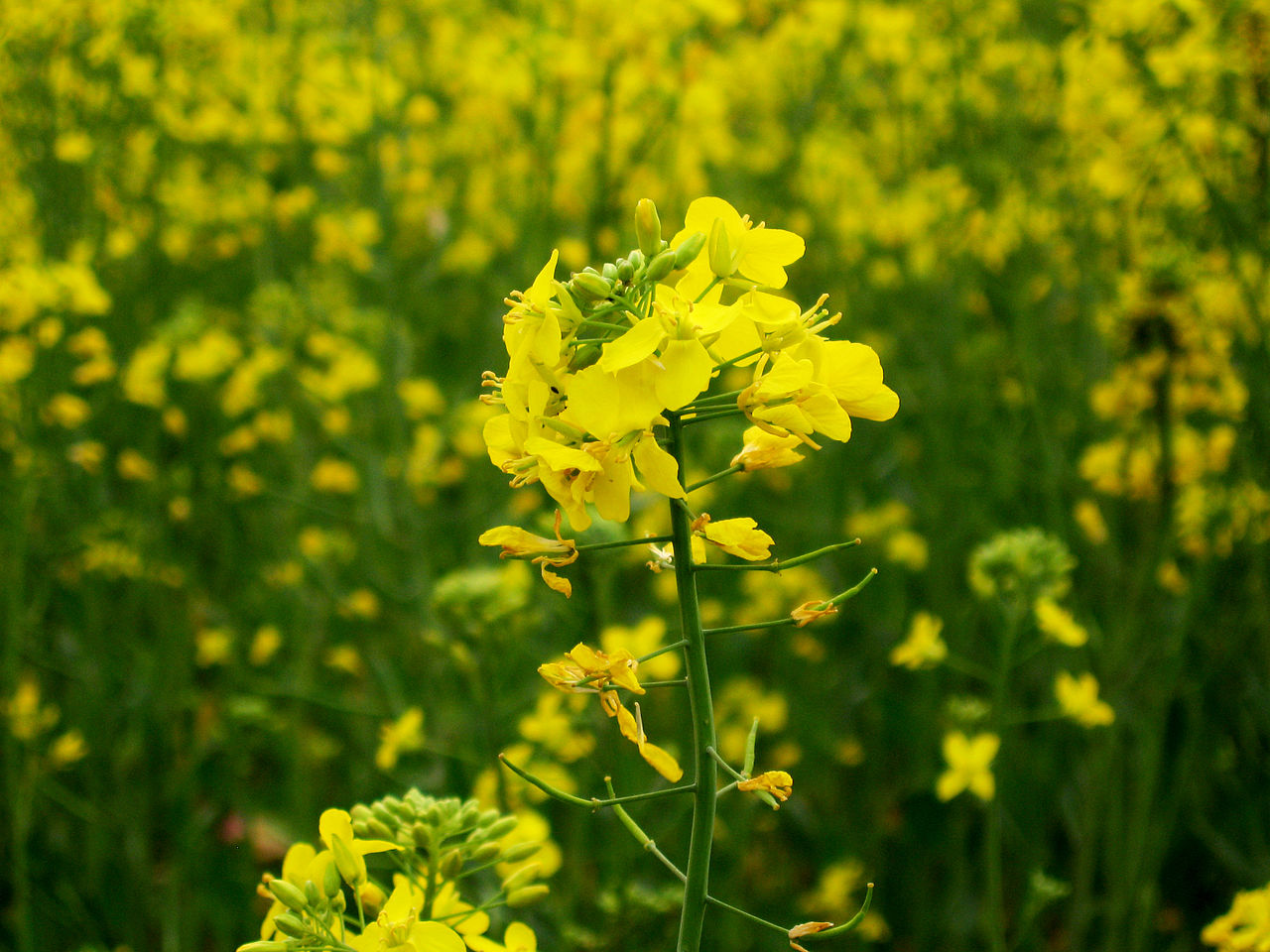 Those Yellow Flowers Dotting Fields Are Weeds, Farmers Aren't Fond ...