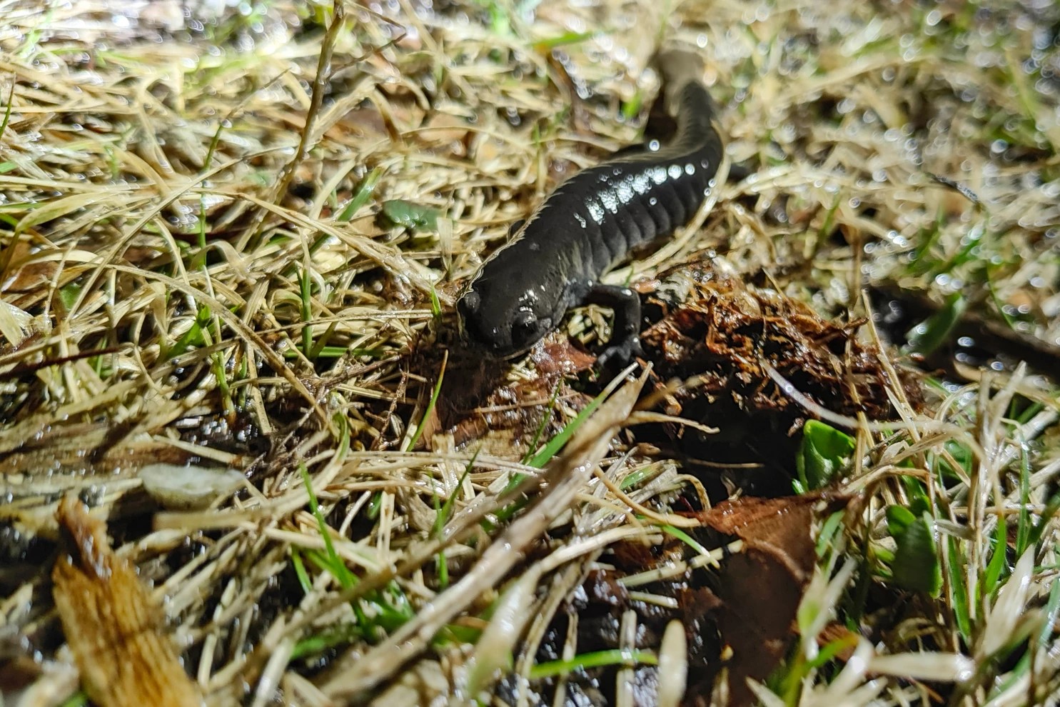 Small-mouthed salamanders along with other species of amphibians, migrate up to 200 yards to temporary spring pools to breed.