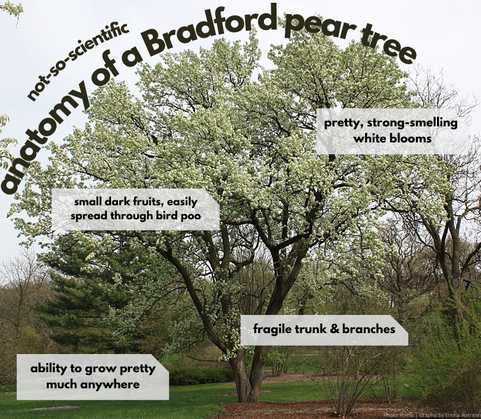 A graphic highlighting different physical characteristics of a blooming Bradford pear tree