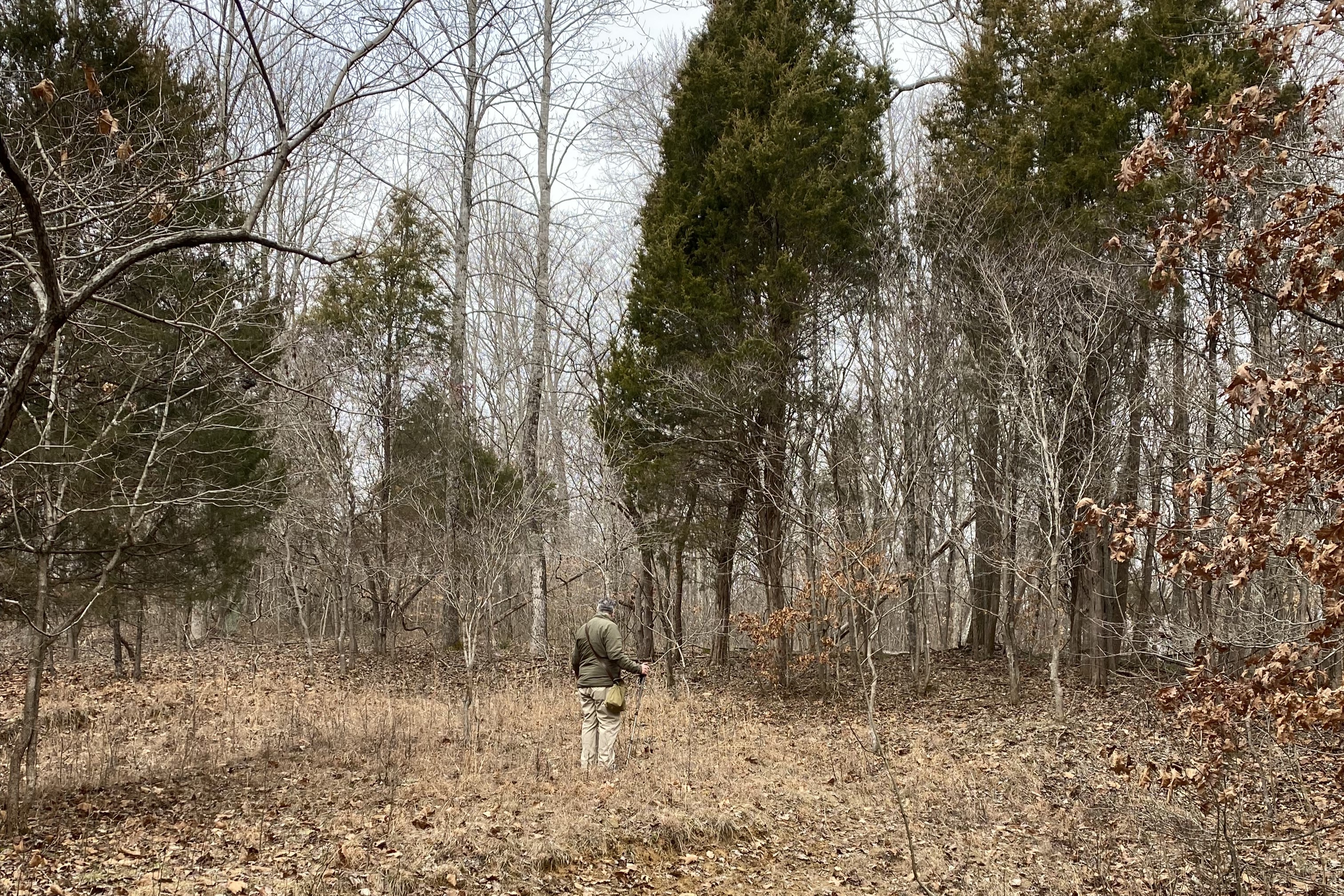 Chapman walks in the sandstone barrens in the Lowe tract of the Hoosier National Forest.