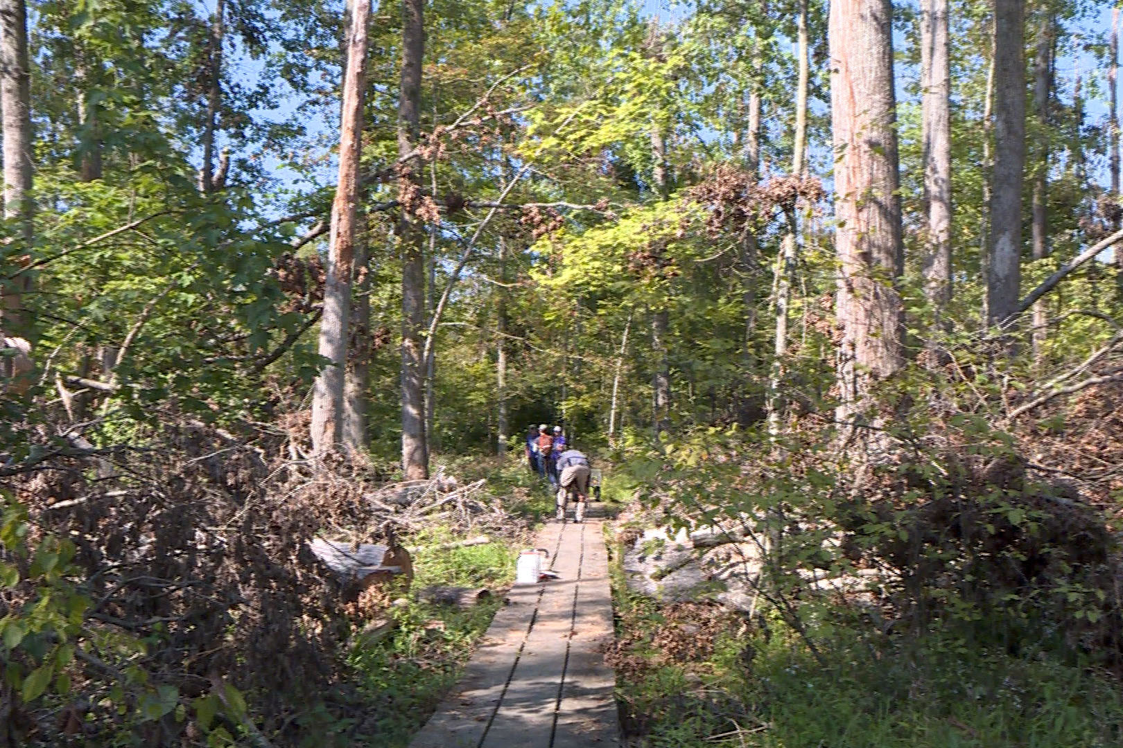 Many fallen trees have been  cleared from the Beanblossom boardwalk