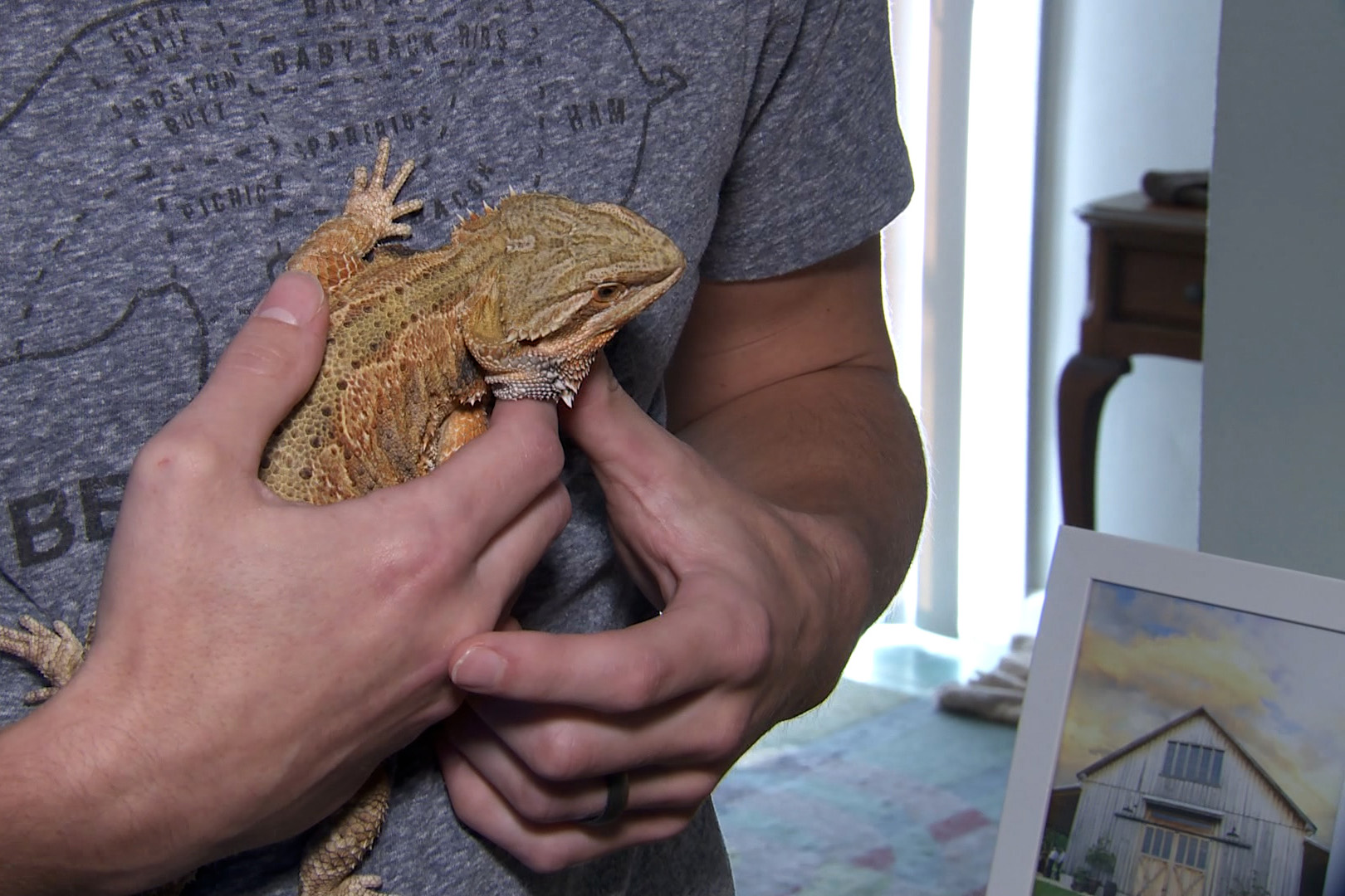 bearded dragon