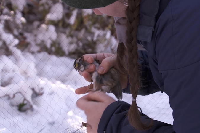 Indiana University PhD student Katie Talbott untangles a songbird from nets on IU's Kent Farm.