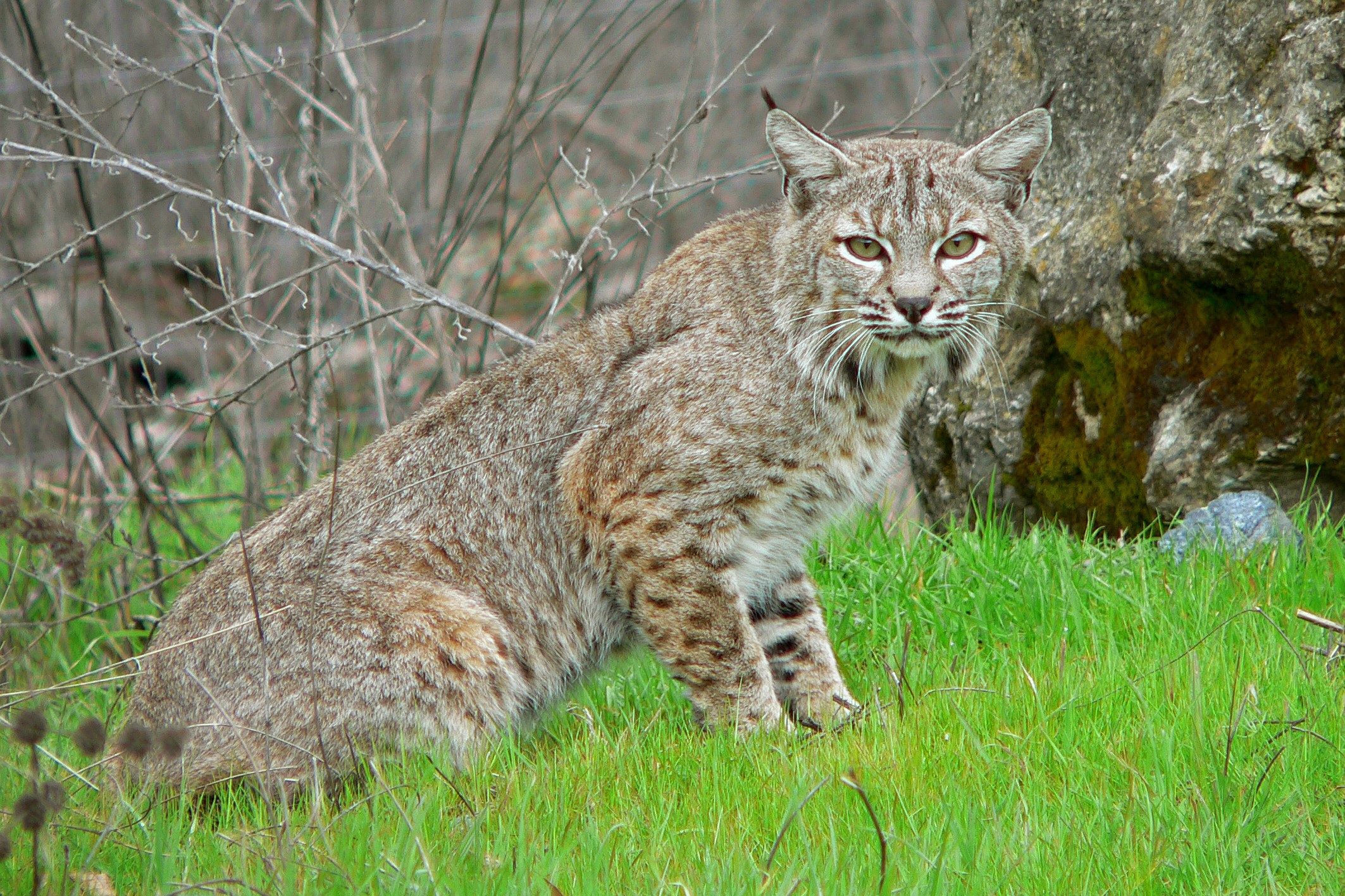 A stock image of a bobcat.