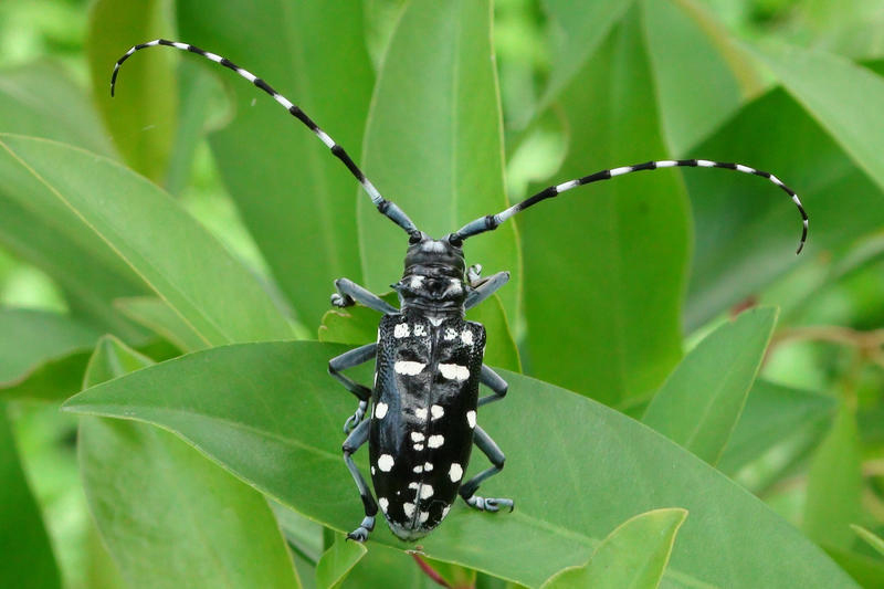 citizen-watchdogs-needed-to-prevent-spread-of-invasive-species-in