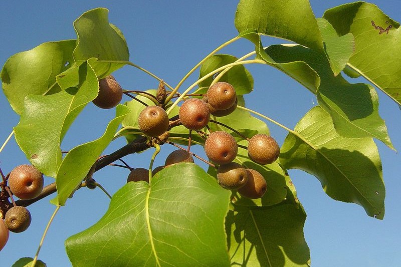 The fruit of a callery or bradford pear tree.