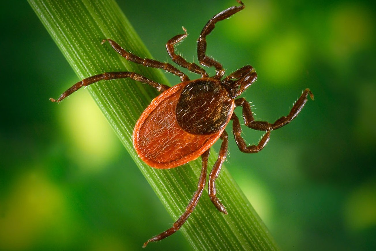 Ixodes scapularis is commonly known as the deer tick or black-legged tick..