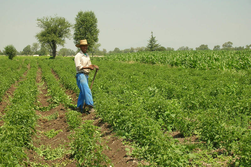 A farmer in a field of chili plants in Mexico that have been irrigated using wastewater.