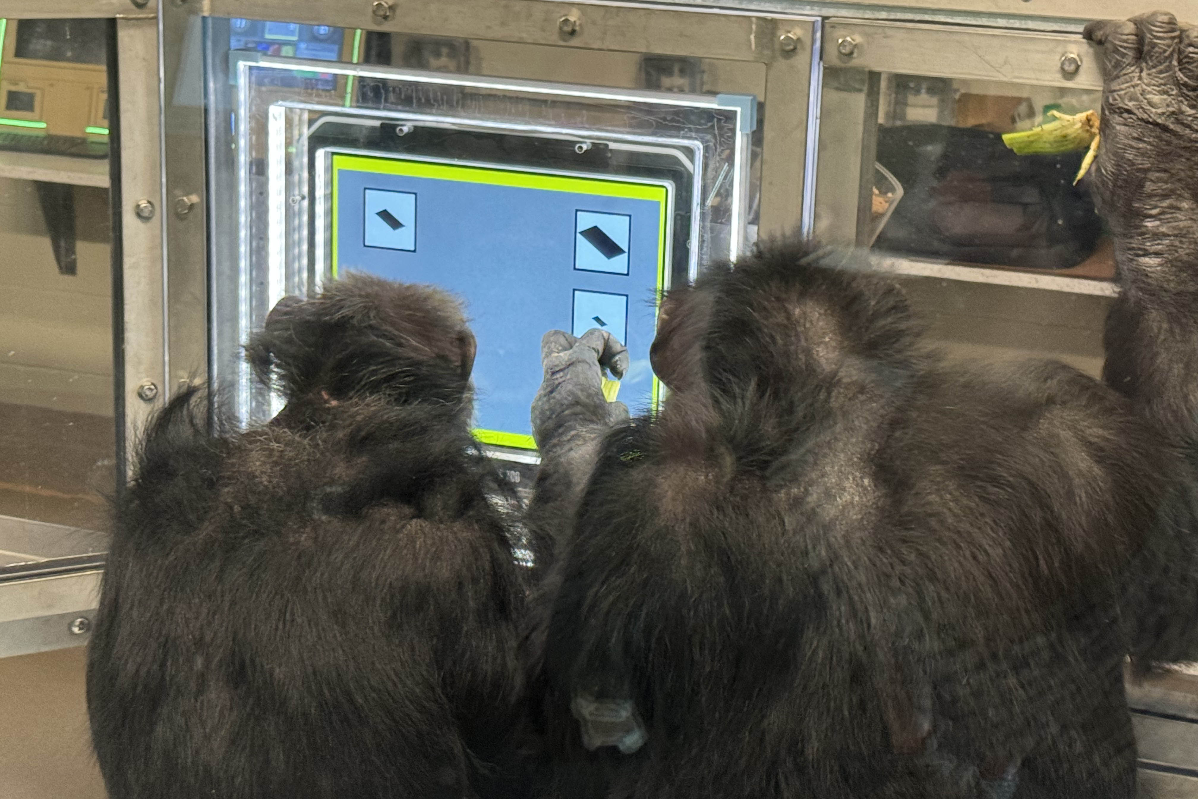 Two chimpanzees work a touch screen in the Chimpanzee Cognitive Center at the Indianapolis Zoo.
