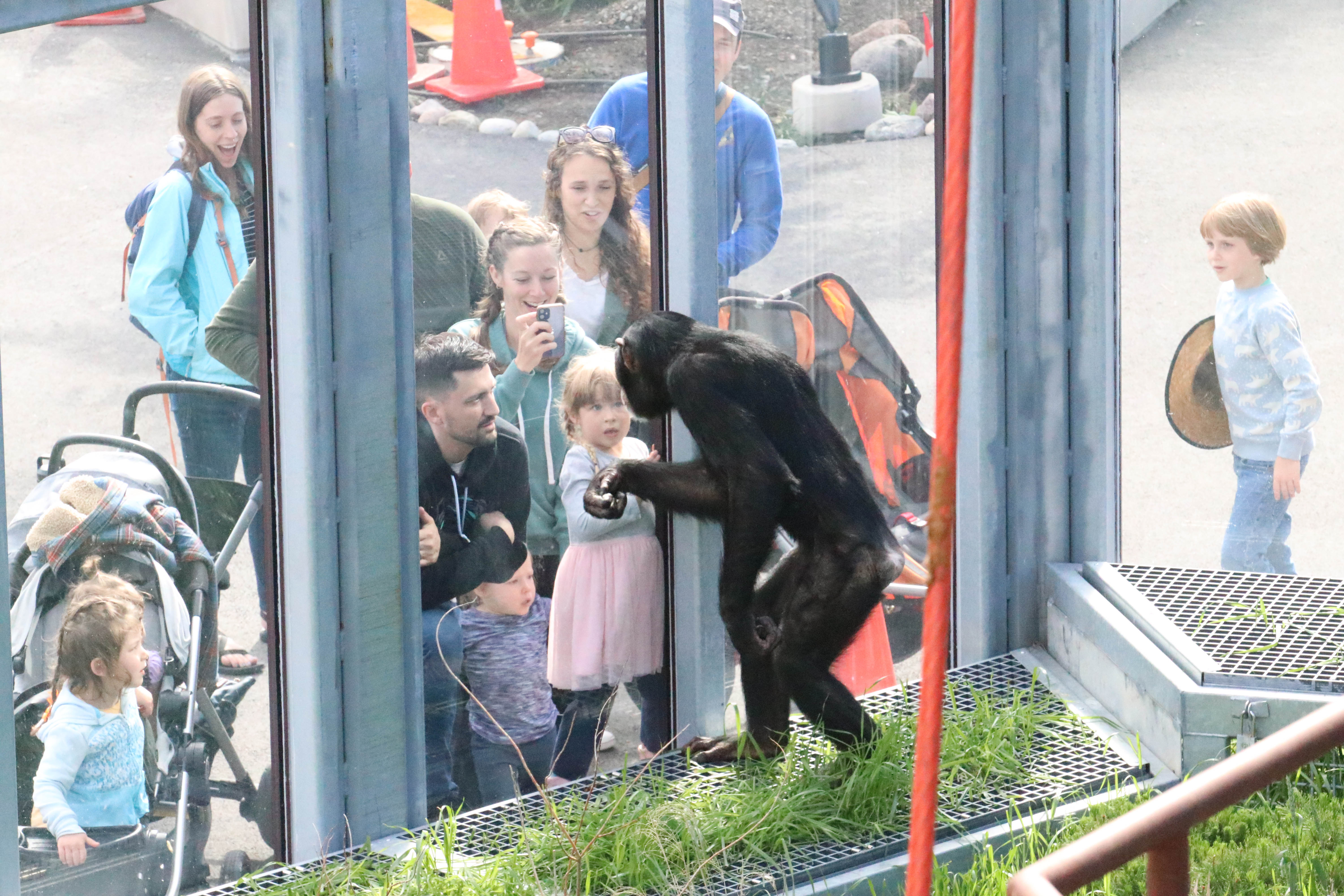 Ben interacts with visitors to the Chimpanzee Community Hub at the Indianapolis Zoo.