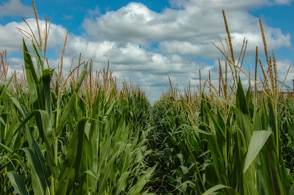 Stock image of a corn field and blue sky