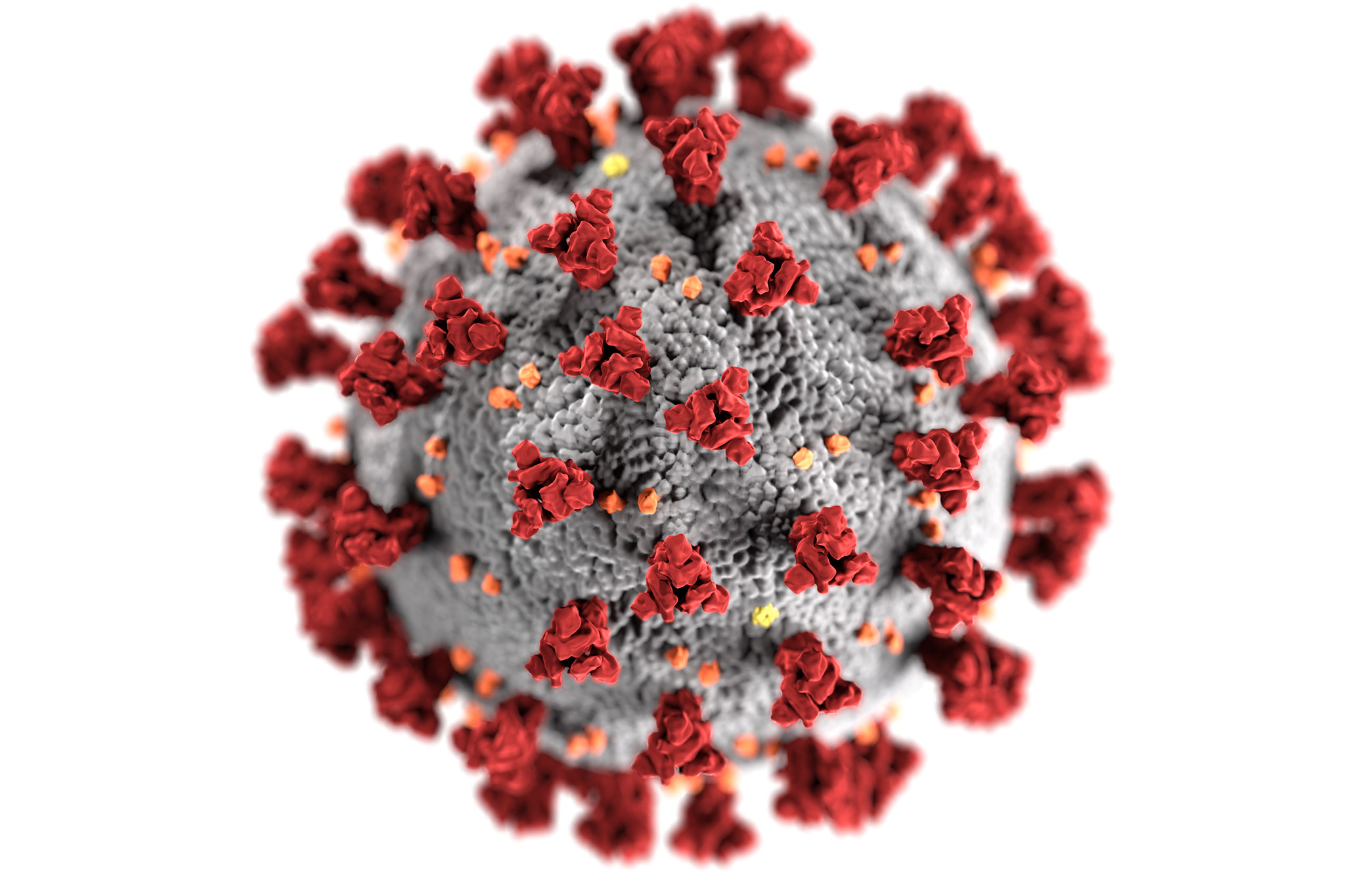A CDC rendering of a microscopic image of the new coronavirus.