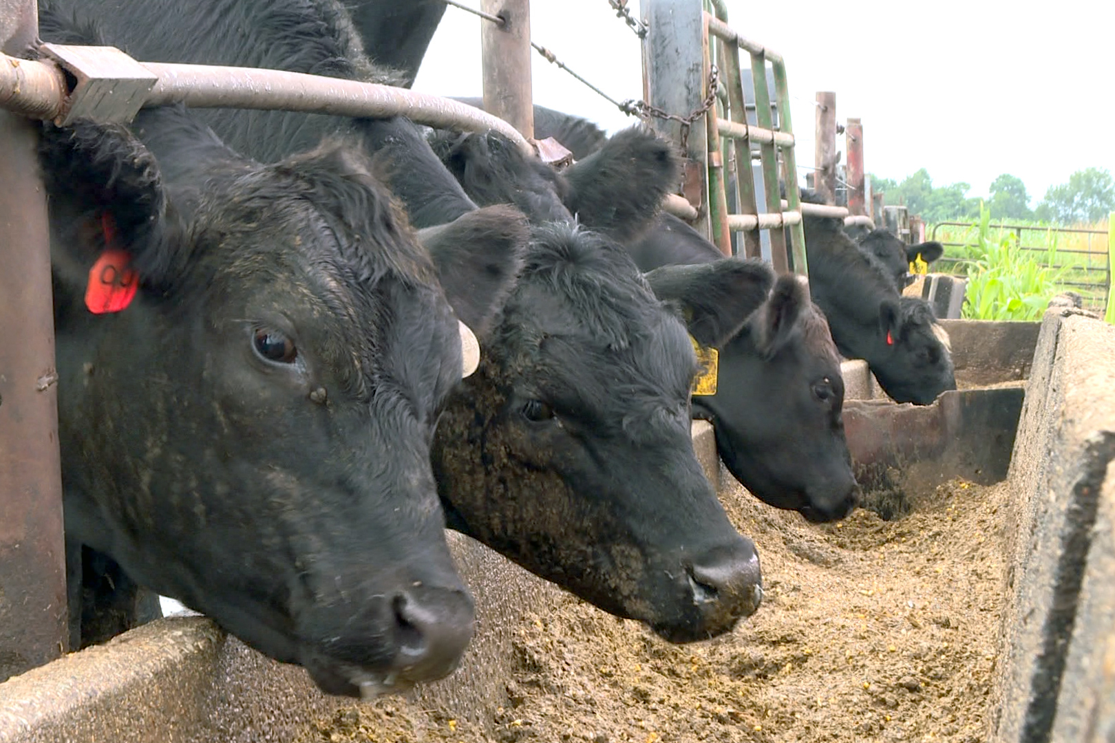 cows feeding