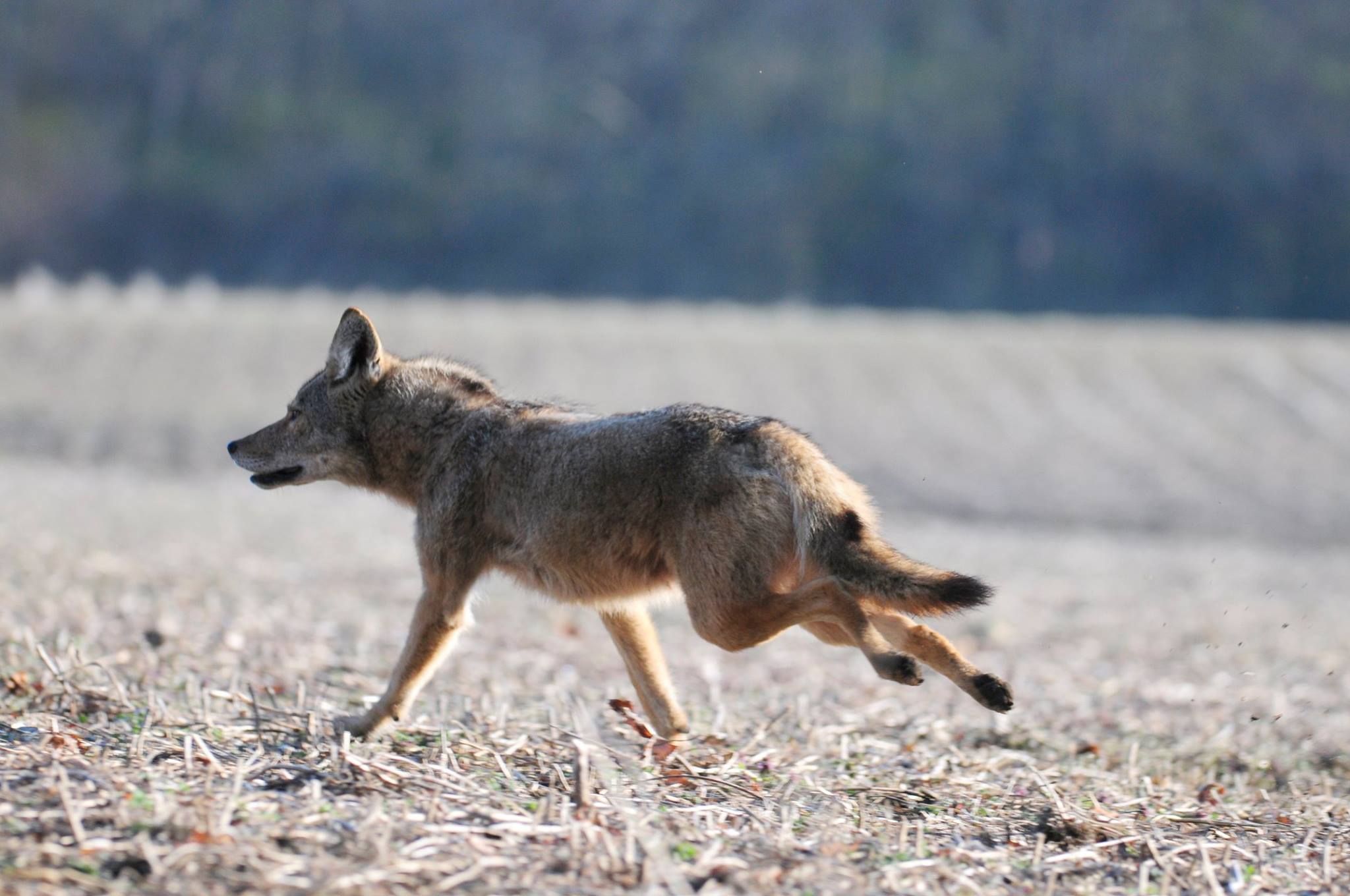 image of coyote