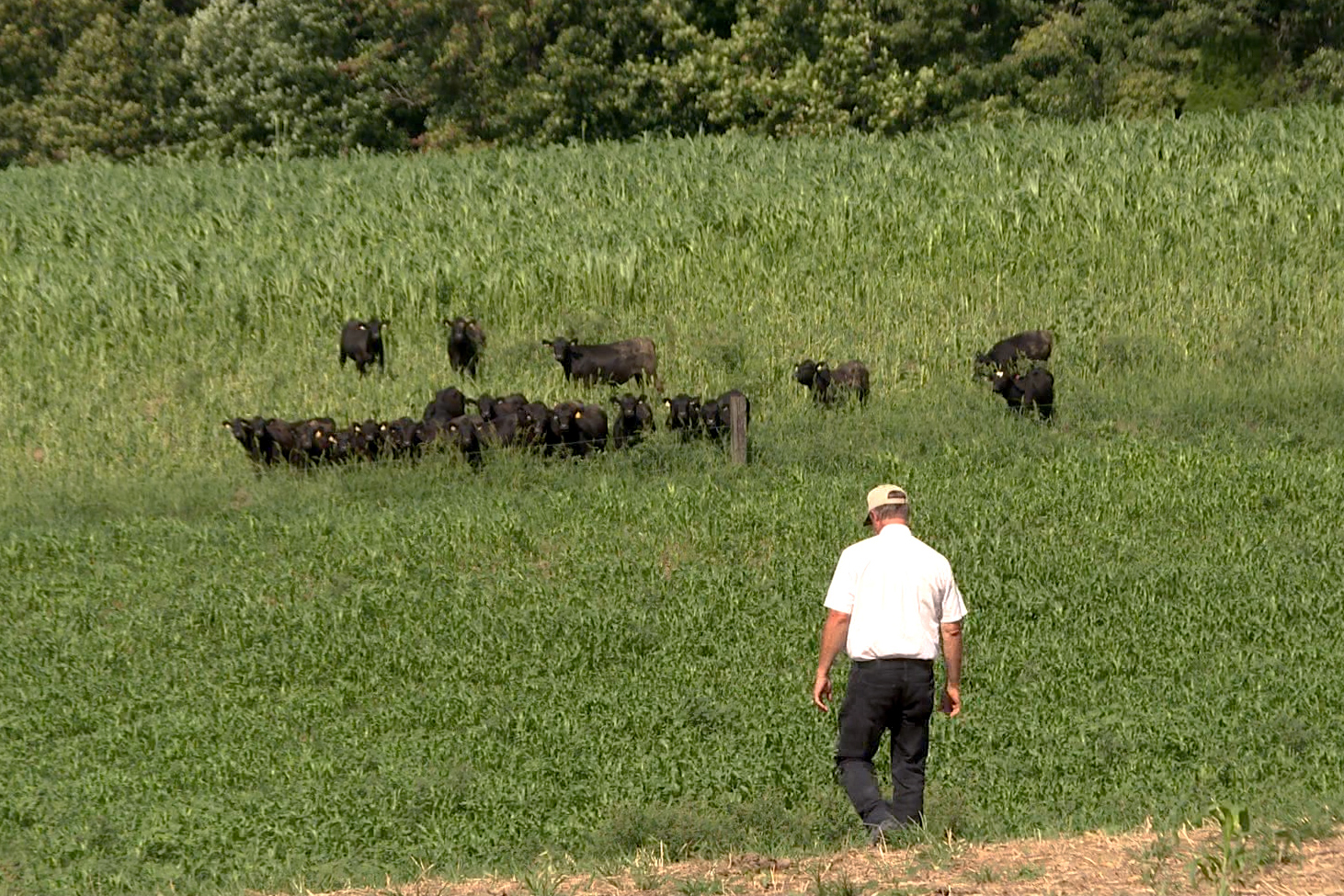 farmer with cows