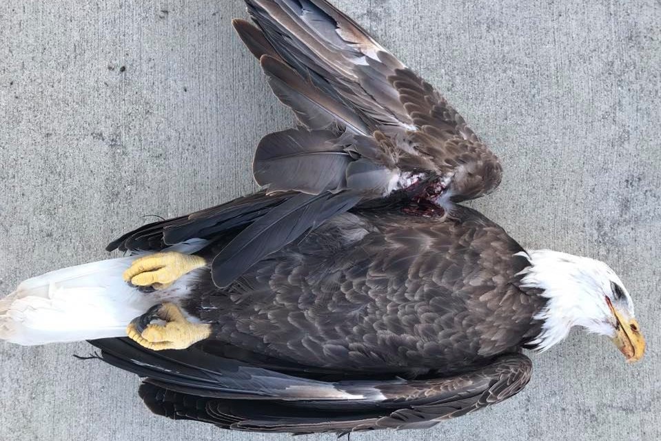 An image of a dead bald eagle found fatally shot in Lawrence County in Dec. 2019.