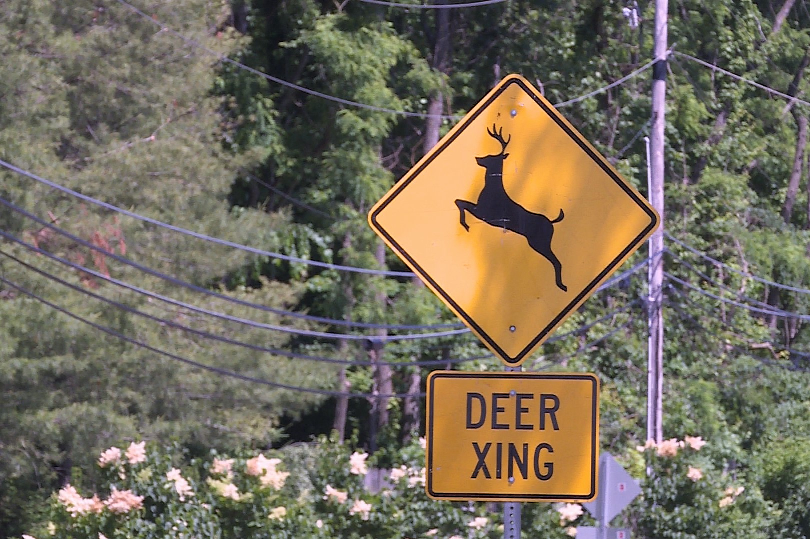 A deer crossing road sign.