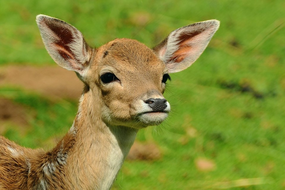 A baby deer. (Stock image)