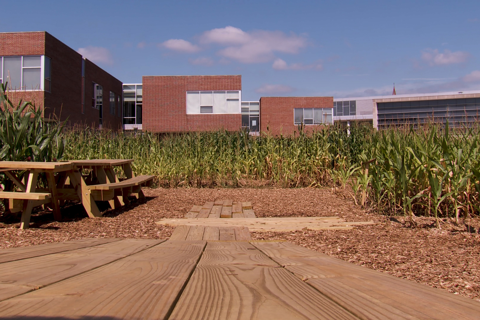 corn at exhibit