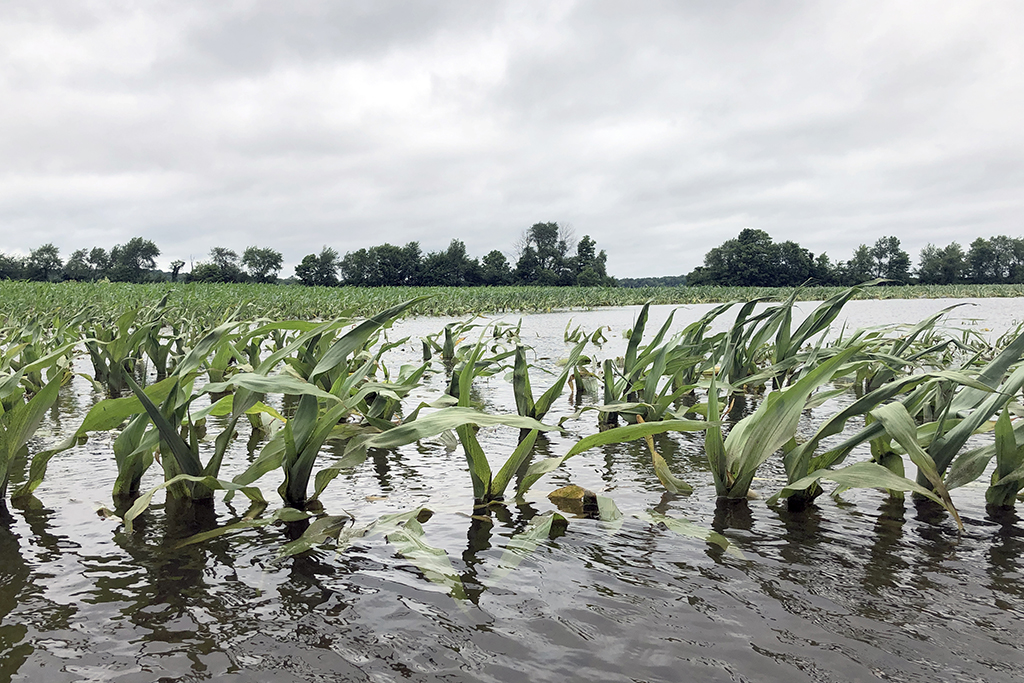Flooded corn field 