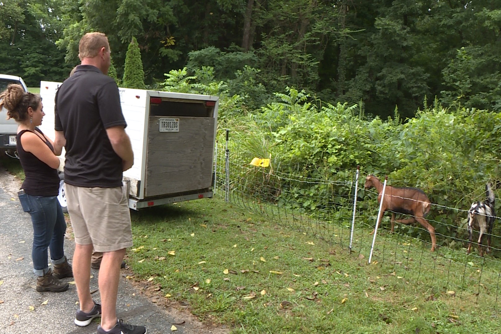 goats at bradford woods2