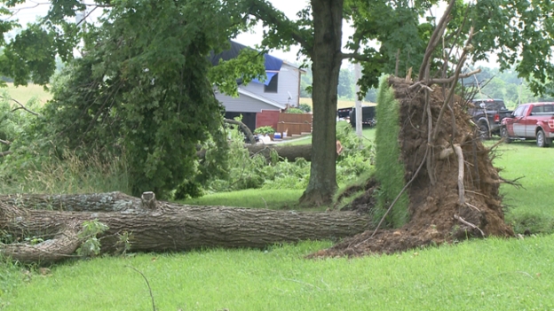 A tree lays in the yard of Greene County resident Lisa Childress