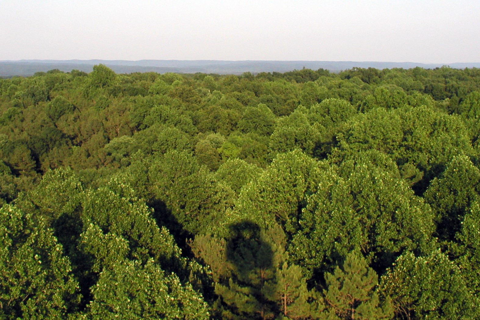 Looking east over the Charles C. Deam Wilderness Area of the Hoosier National Forest from the Hickory Ridge Fire Tower.