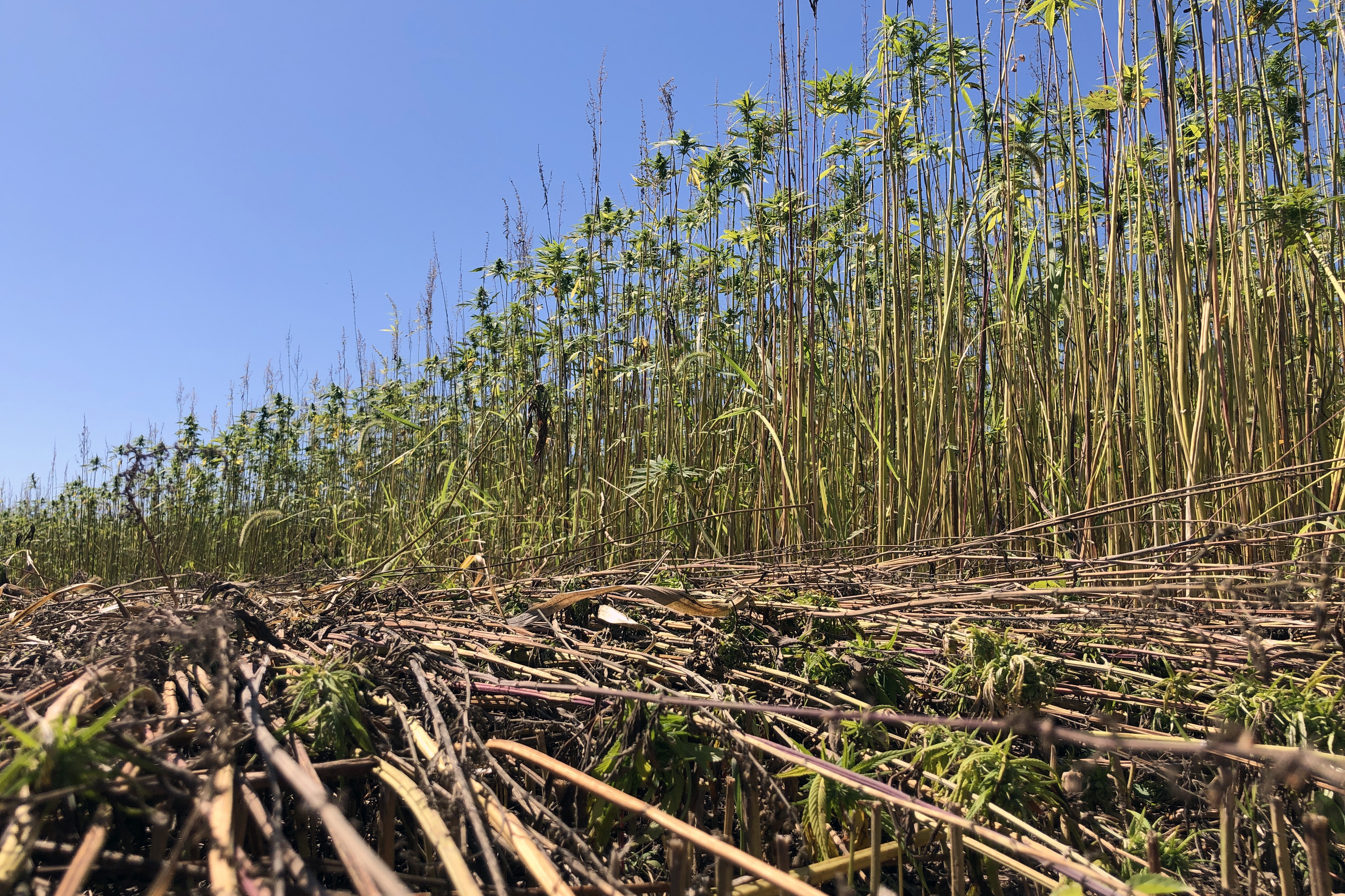 hemp in field