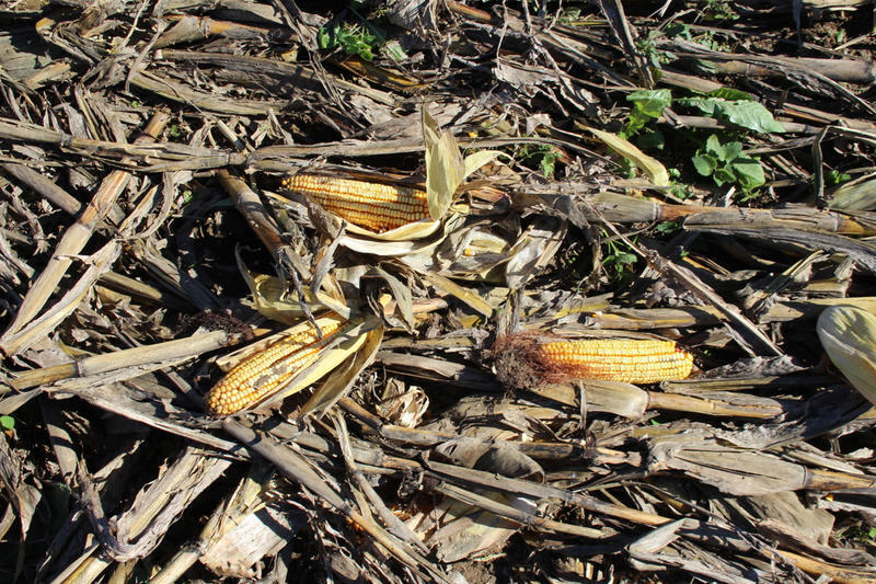 Purdue project aims to make farms in the U.S. corn belt more resilient ...