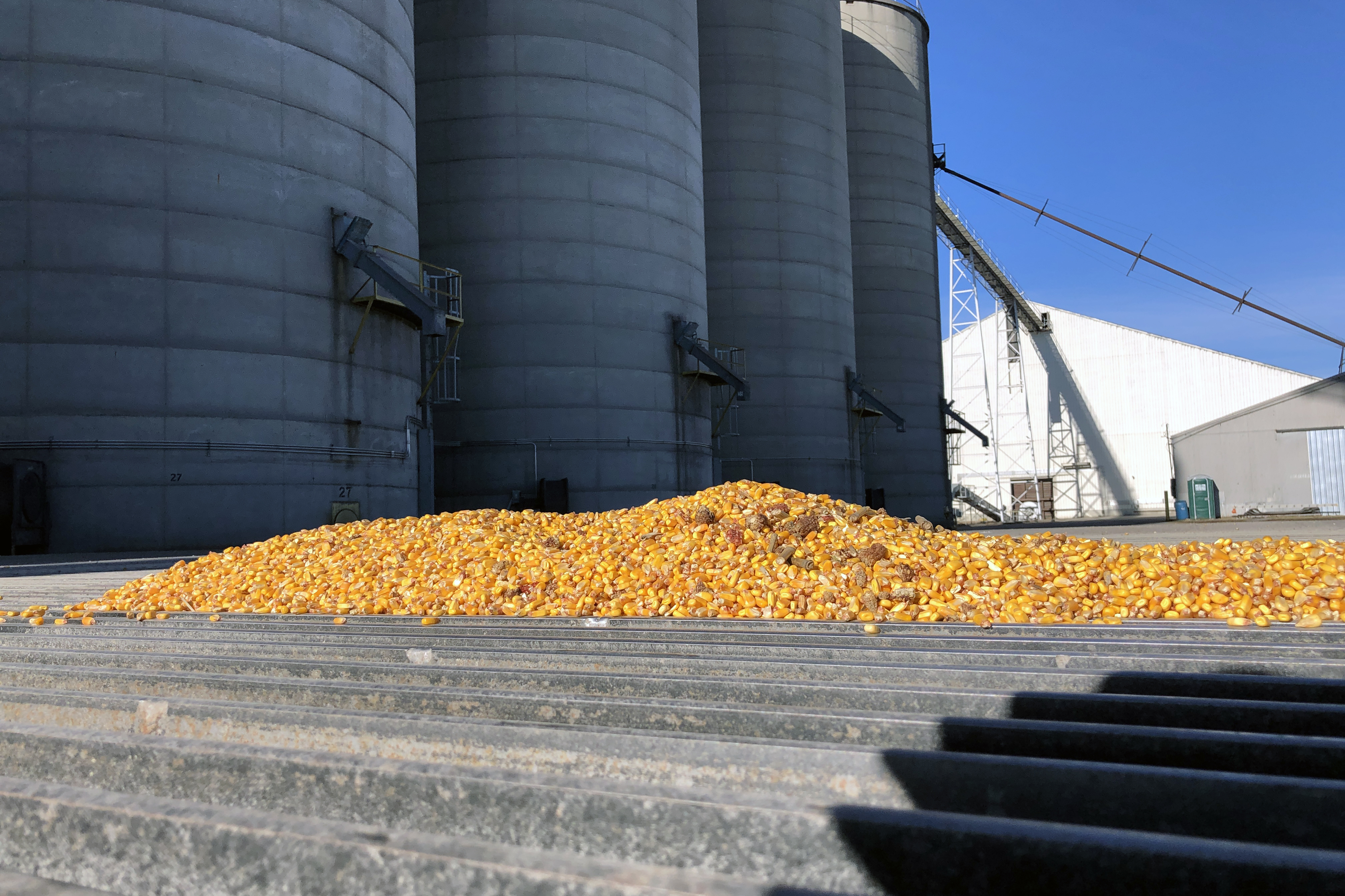 corn at a grain elevator