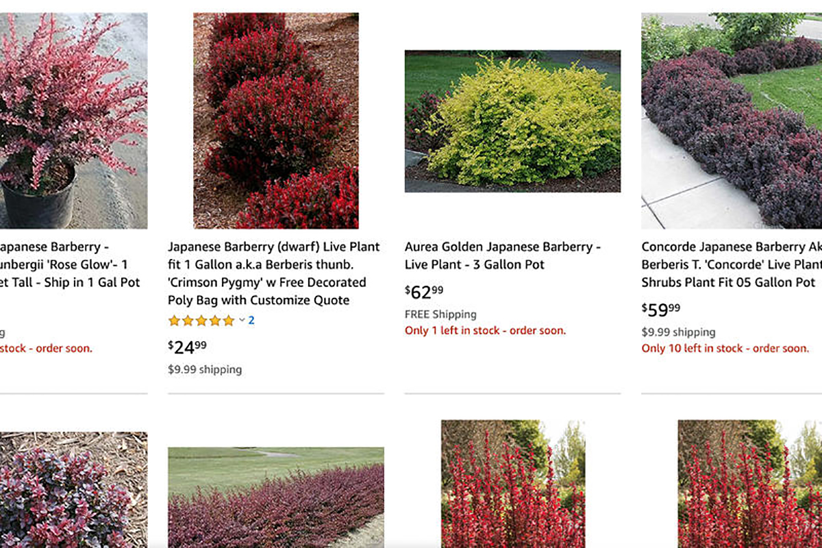 Invasive Japanese barberry available for sale on Amazon Plants.